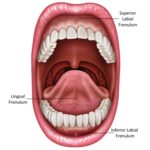 mouth structure tongue lip