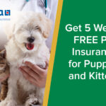 parkside vets 5 weeks free pet insurance for puppies and kittens wp
