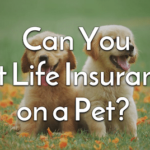 pet life insurance coverage