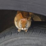 protect car rodent damage
